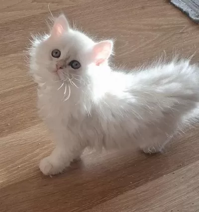 Longhair Ve Shorthair Dişi-erkek Yavru Kedilerimiz