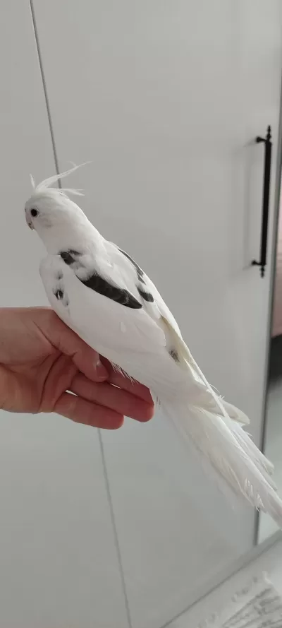 Harika Sultan Papağanımız