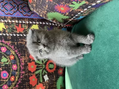 Gri Kırık Kulak Yavru Scottish Fold