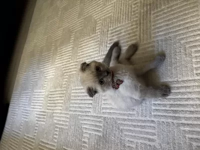 Scottish Fold Blue Point 3 Aylık Kedimiz