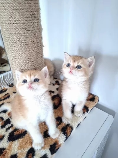Safkan British Shorthair Golden Bebekler