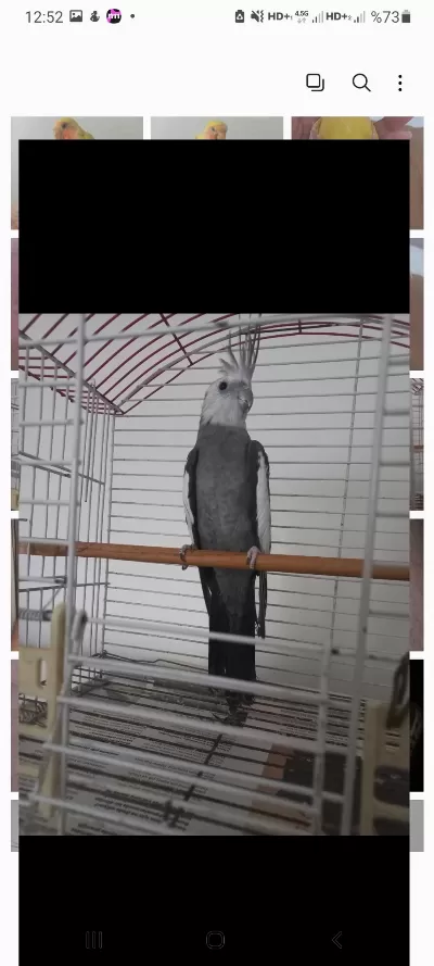 2 Yaşında Erkek White Face Sultan Papağanı