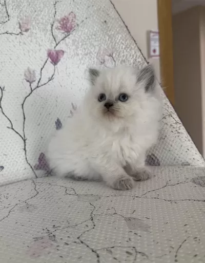 Kar Topu Yumoş British Bebek