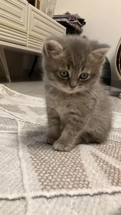 45 Günlük Gri Erkek Yavru British Shorthair
