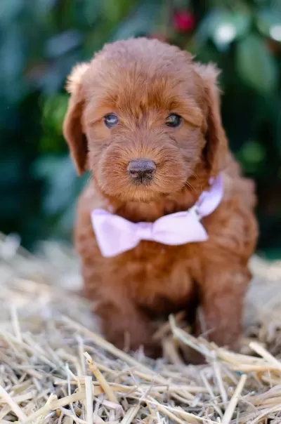 Maltipoo Yavrularimiz