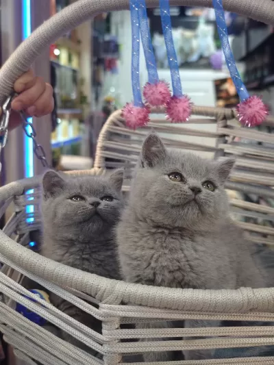 British Shorthair Ve Scottish Fold Yavrular Teslime Hazır