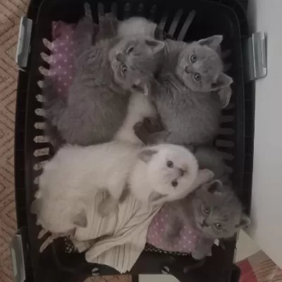 British Shorthair Yavrular İrk Sağlık Garantili