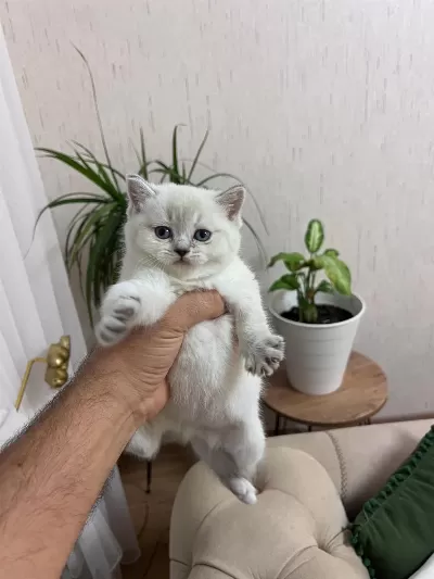 Teslime Hazir Silver Point British Shorthair Yavrum