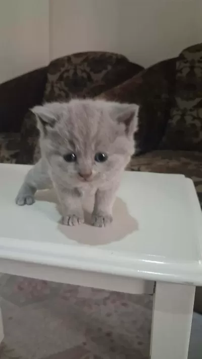 British Shorthair Gri Bebeklerimiz