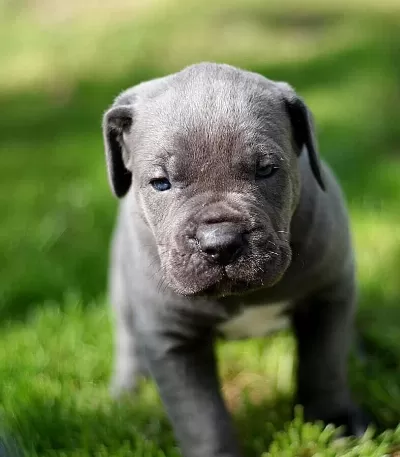 Blue Cane Corso Yavrulari