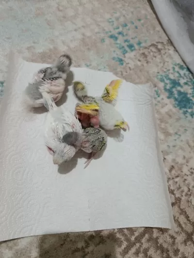 Yeni Muhabbet Kuşu Yavrular Geldi Arkadaşlar