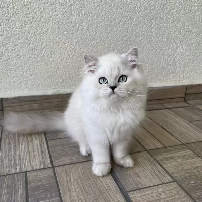 Sevgi Dolu Yakışıklı British Longhair Oğlumuz