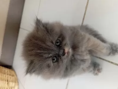 British Longhair Lilak Anne Scottish Baba Çikolata