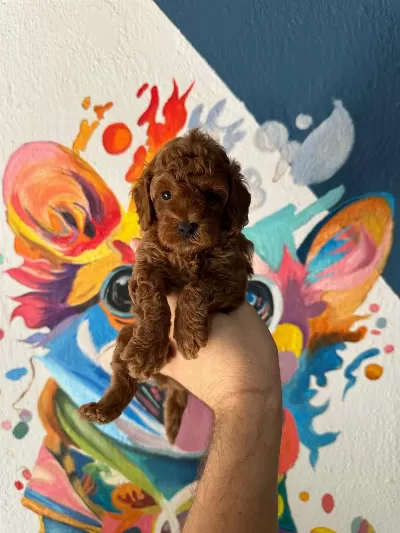 Erkek Dişi Poodle Bebeklerim