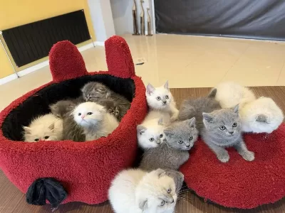 Top Kafa Scottish Fold Yavrulari Fenomen Pet Shop