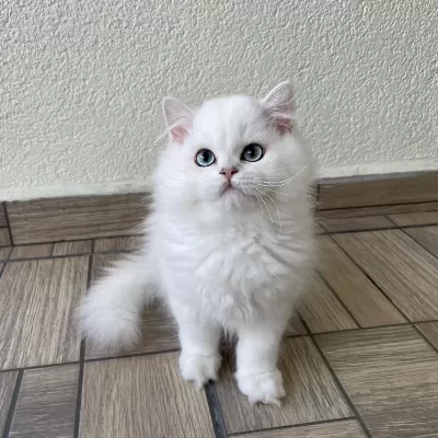 Asil Yakışıklı British Longhair Oğlumuz