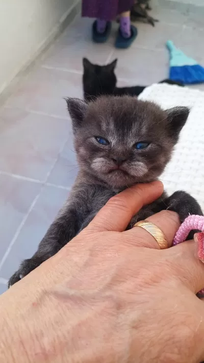 British Shorthair 40 Günlük