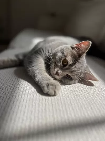 Pişu British Shorthair Kızımız