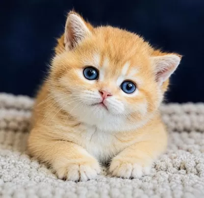 Show Kalite British Shorthair Golden Bebekler
