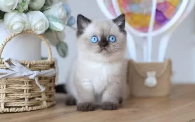 En Nadide Çikolata Point British Shorthair