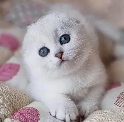 Saf Kan En Kaliteli Ns1133 Scottish Fold Shorthair