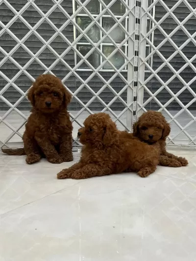 Bebek Yüzlü Poodle Bebekler
