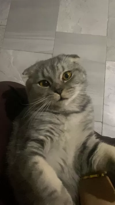 Scottish Fold Kedimizi Çiftleştirmek