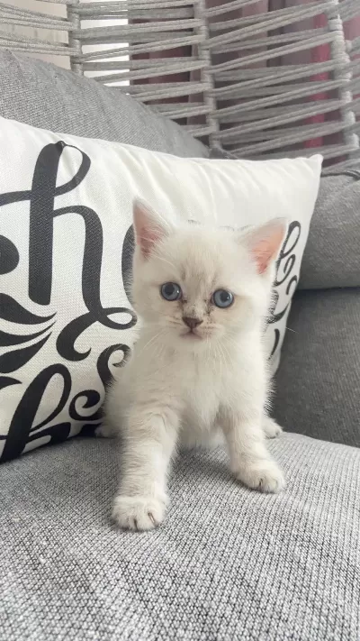 Sağlıklı Minnoş Kedilerim