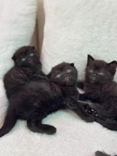 Scottish Fold Orjinal Yavrularimiz