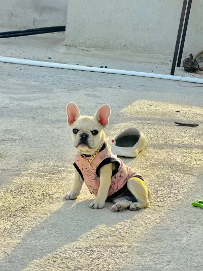8 Aylık A Kalite French Bulldog