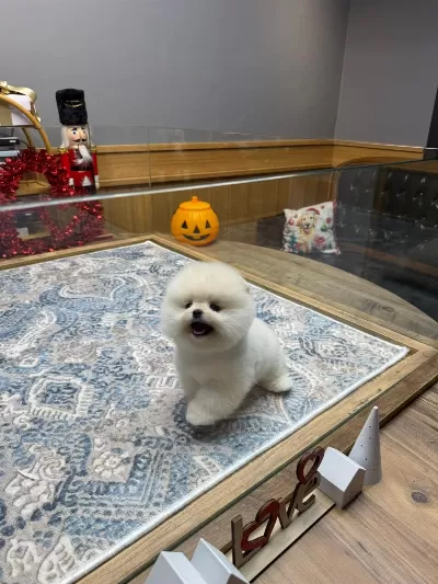 Sağlık Ve İrk Garantili Ayıcık Surat Pomeranian Boo