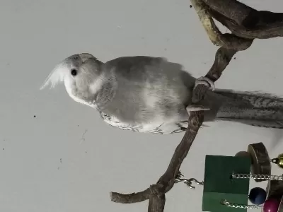 Full Evcil Sultan Papağanı