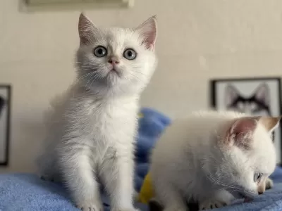 Ankaranın En Seçkin British Shorthair Yavruları