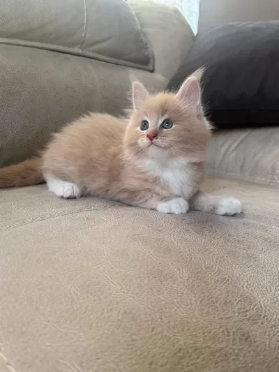 Evde Yetişmiş Şampiyon Dedenin Maine Coon Son Torunu Hazir