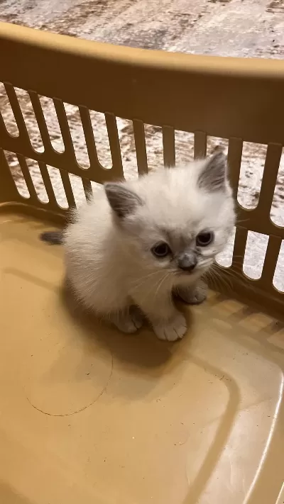 British Shorthair Ve Longhair