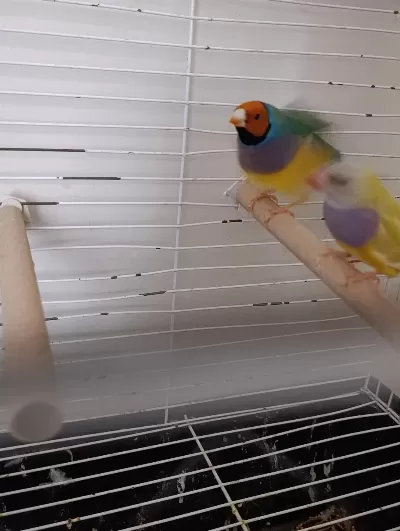Takım Gökkusağı İspinoz Takım
