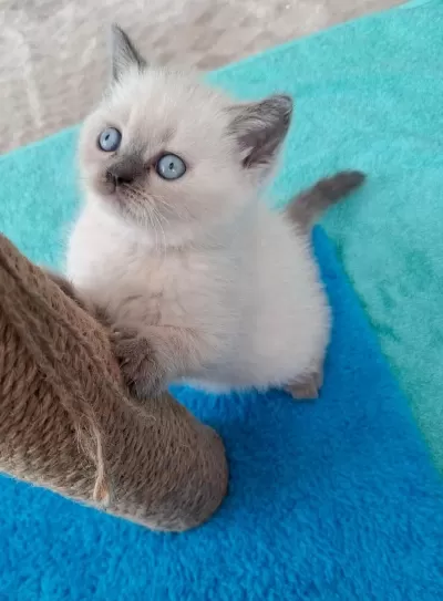 Yeni Yuvasına Hazır British Shorthair Yavrumuz