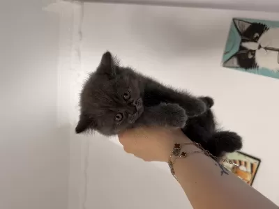 Orjinal Safkan Top Kafa Dişi British Shorthair