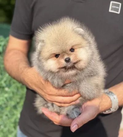Orijinal Pomeranian Boo Teddy Face