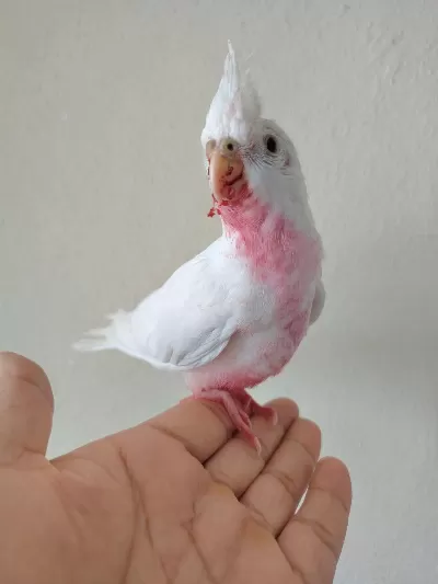 Albino Bebek Sultan Papağanı