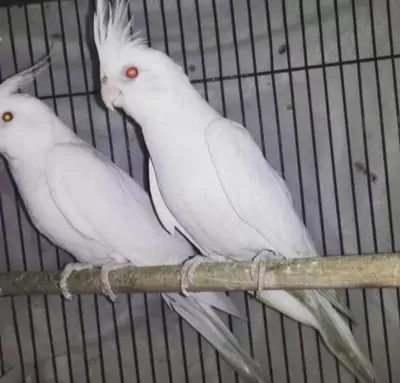 Yerli Üretim Sultan Papağanları Sahiplerini Bekliyor