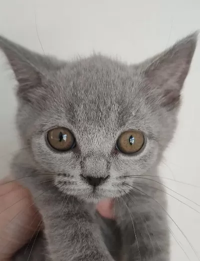 Safkan Üretim British Shorthair