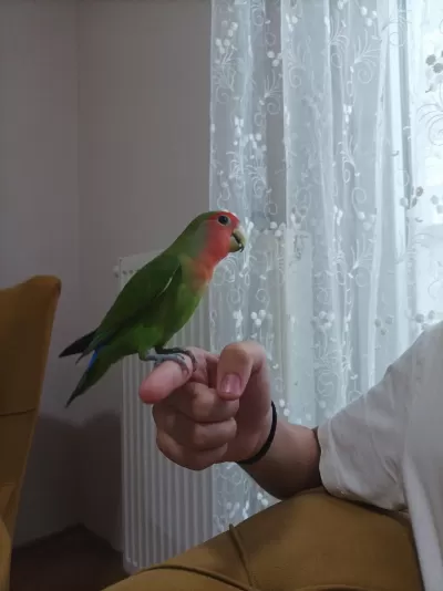 Sevda Papağani Kafes İle Beraber