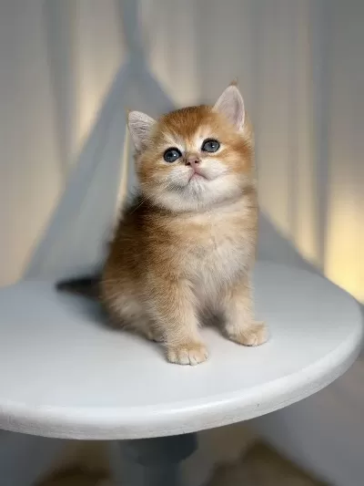 Ny11 Golden Shaded Yakışıklı British Shorthair