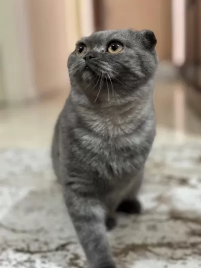 7 Aylık Scottish Fold Kedimiz Sahiplendirilecek
