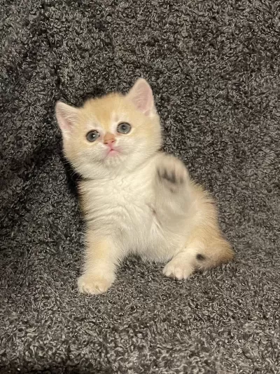 Anne Baba Şecereli Golden Ny12 Safkan British Shorthair