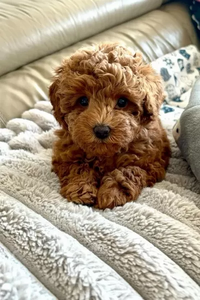 Poodle Bebeklerimiz Sizlerle