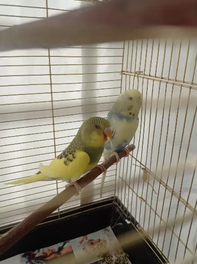Yeni Eşleme Muhabbet Kuşu