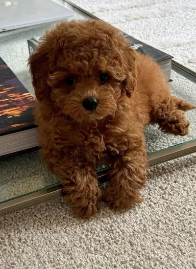 En Tatli Poodle Bebekler