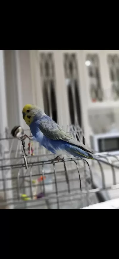 3 Yaşında Maviş Muhabbet Kuşu
